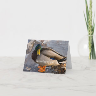 Mallard, Pensando No Seu Cartão