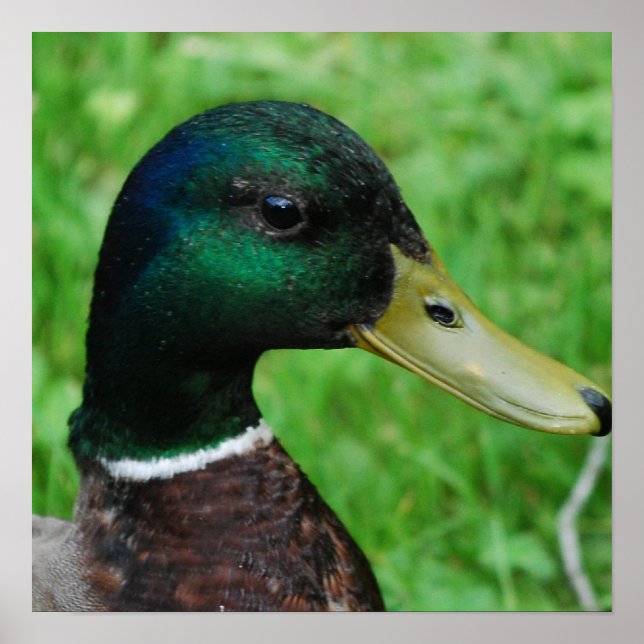 Mallard Poster (Frente)