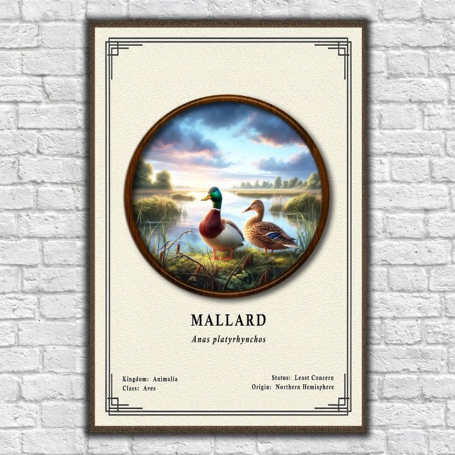 Mallard Zoology Series Poster (Criador carregado)