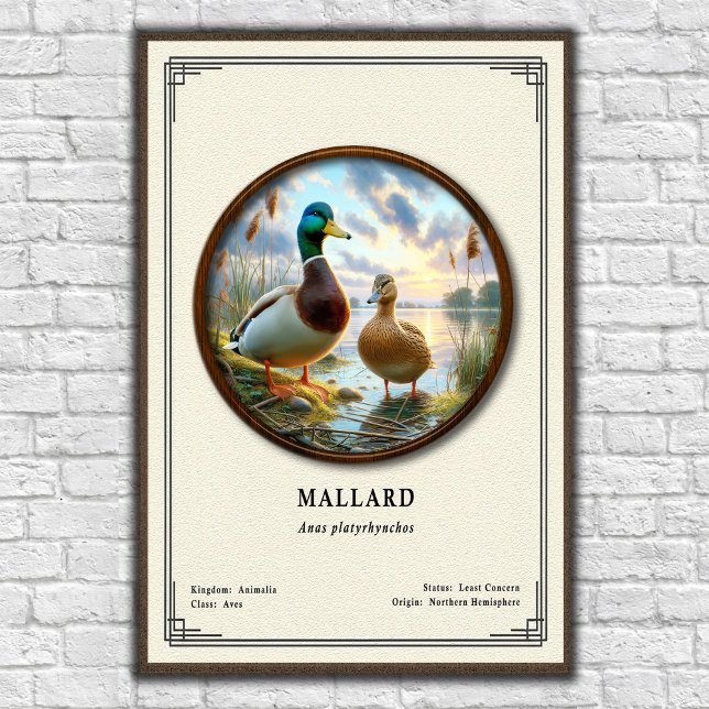 Mallard Zoology Series Poster (Criador carregado)