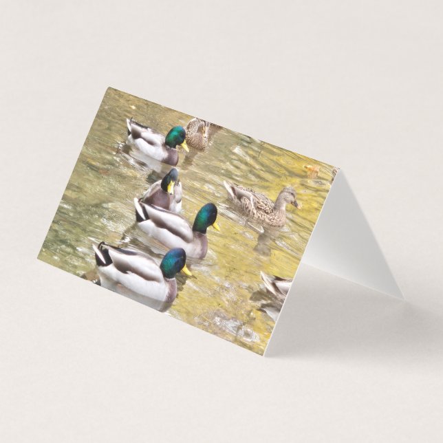 Mallards no lago (Frente)