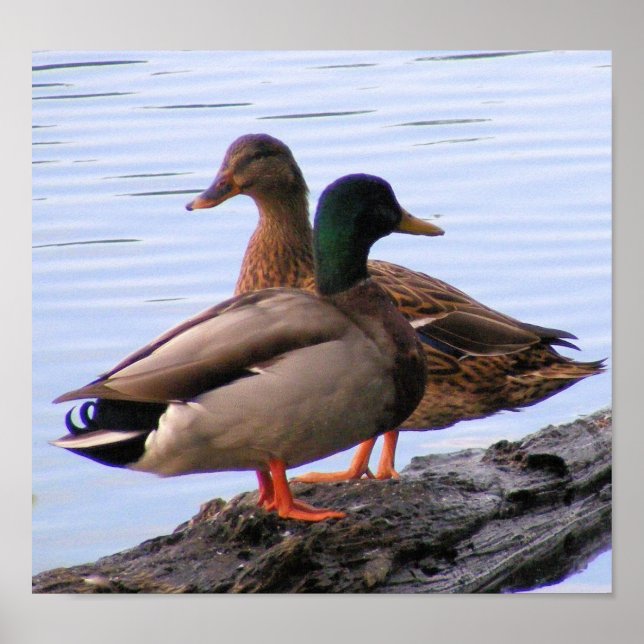 Mallards Poster (Frente)