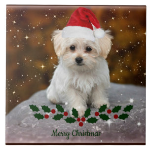 Maltês Puppy Natal