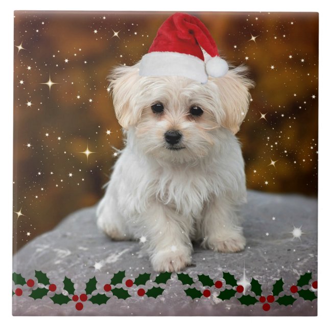 Maltese Christmas Puppy (Frente)