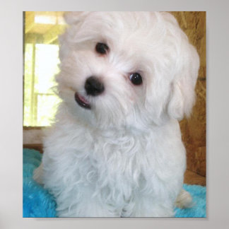 Maltese Puppy Poster