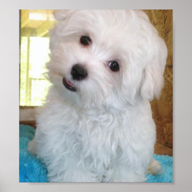 Maltese Puppy Poster (Frente)