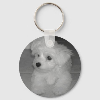 Maltipoo Chaveiro