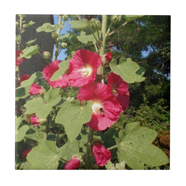 Malvarisas Rosa (Frente)
