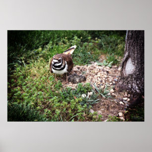 Mama Bird protegendo ovos fotografia impressão