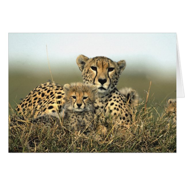 Mamã da chita e cartão de Cub (Frente Horizontal)
