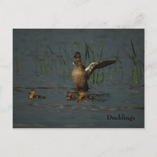 Mama Duck com cartão postal
