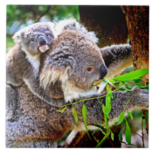 Mama Koala e Baby Joey em uma árvore