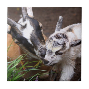 Mamãe e Baby Goat