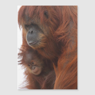 Mamãe e bebê Orangutan