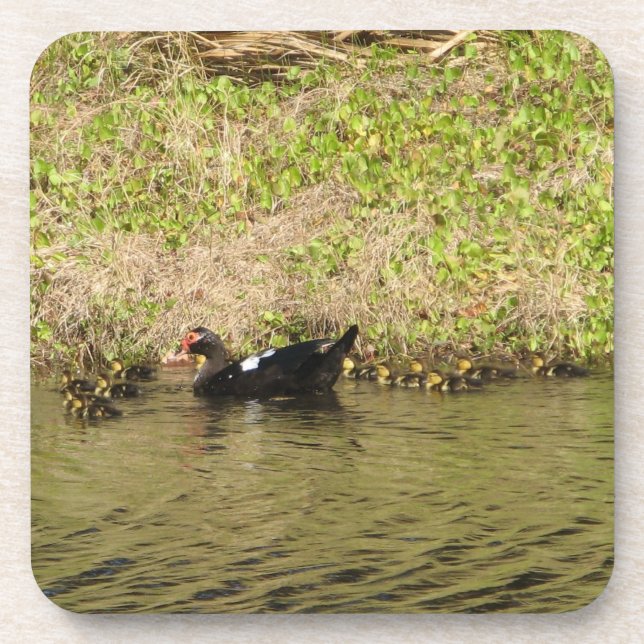 Mamãe Muscovy e Baby Ducks Cork Porta copos (Frente)