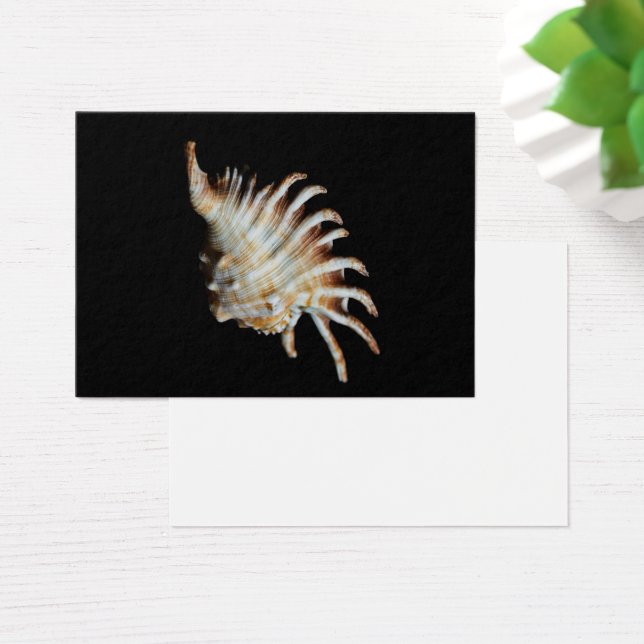 Mambeda Lambis Shell Spider (Mesa)