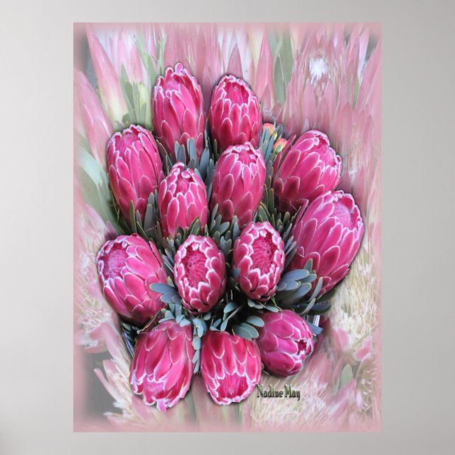 Mamosa Protea Rosa Poster (Frente)