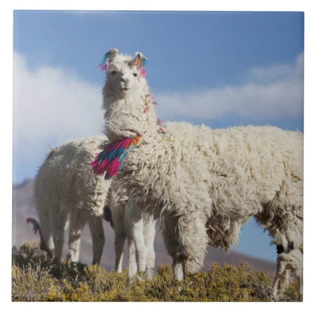 Manada de lama decorada nas montanhas Puna, Andes (Frente)