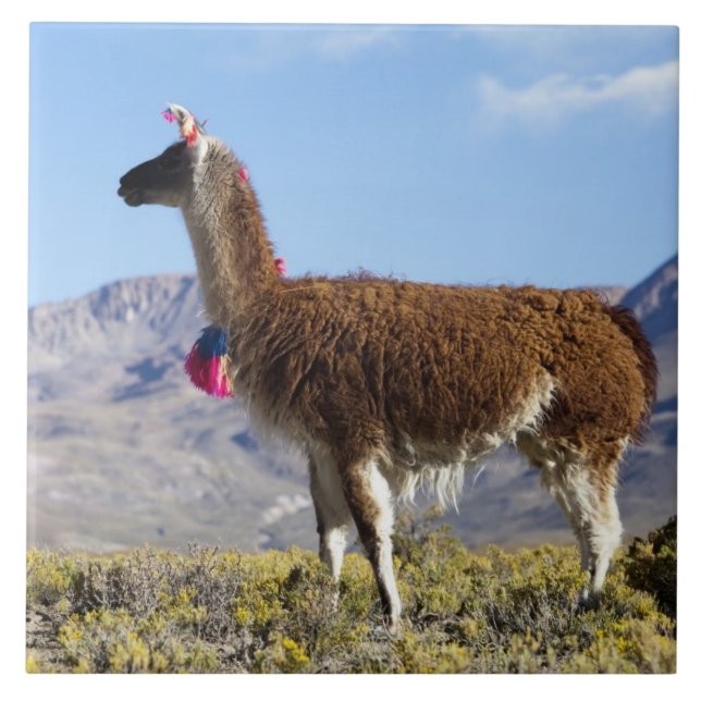 Manada de lama decorada nas montanhas Puna, Andes  (Frente)