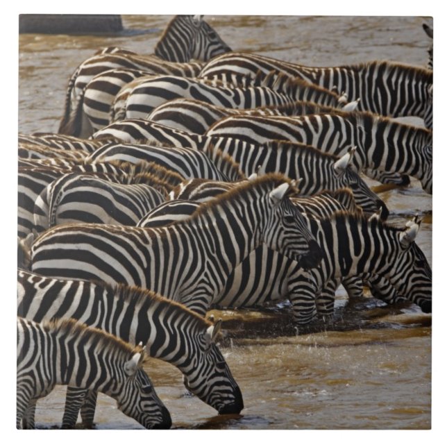 Manada de Zebras-de-Burchell bebendo do Mara (Frente)