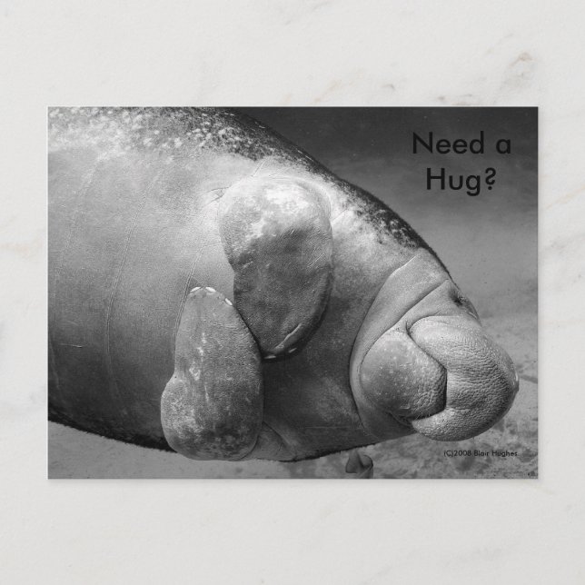 Manatee BW0196 "Precisa de um Hug?" Cartão Postal (Frente)