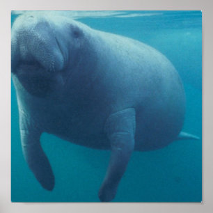 Manatee Poster
