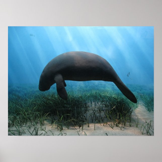 Manatee Poster (Frente)