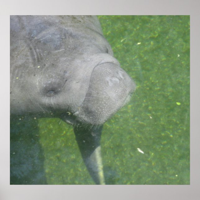Manatee Smile Poster (Frente)