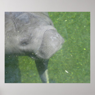 Manatee Smile Poster