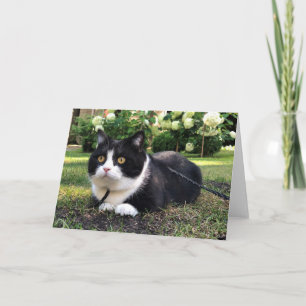 Manchester no cartão natural