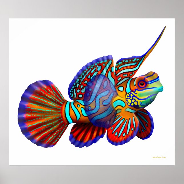 Mandarin Dragonet Goby Fish Poster (Frente)
