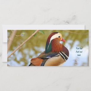 Mandarin Duck