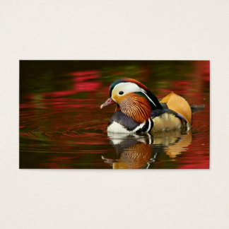 Mandarin Duck