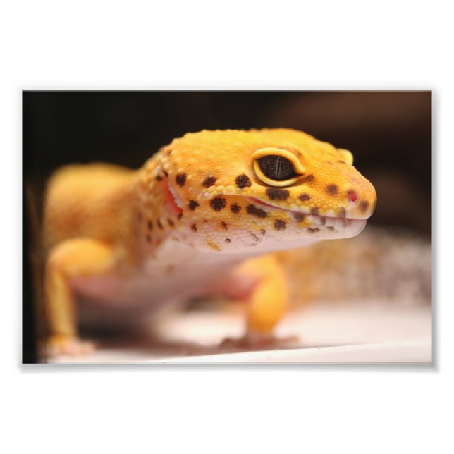Mandarin Leopard Gecko Foto (Frente)