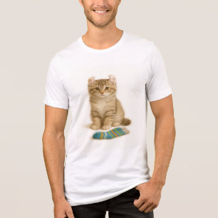 Mande-o para mim - American Curl Kitten Edition