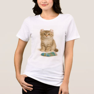 Mande-o para mim - American Curl Kitten Edition