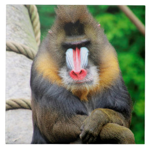 Mandrill 001