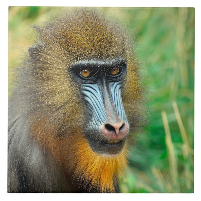 Mandrill 002 (Frente)