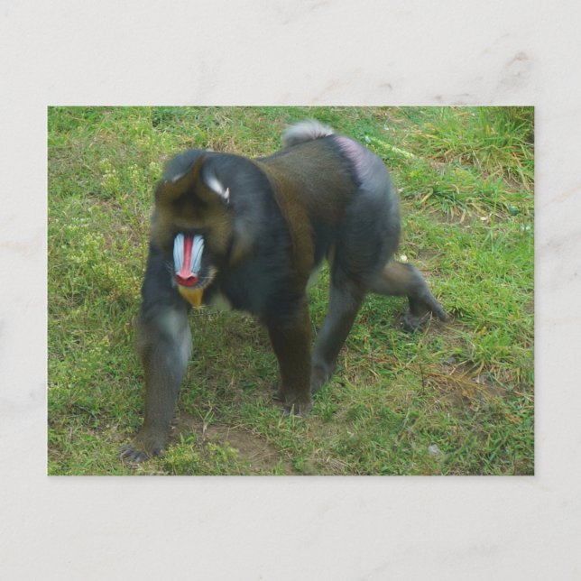 Mandrill nº 5 Cartão postal (Frente)