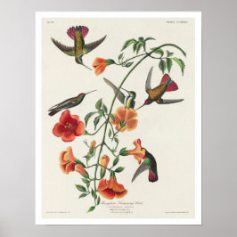Mango Hummingbird por Poster de Audubon