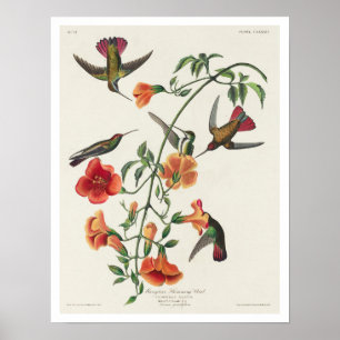 Mango Hummingbird por Poster de Audubon