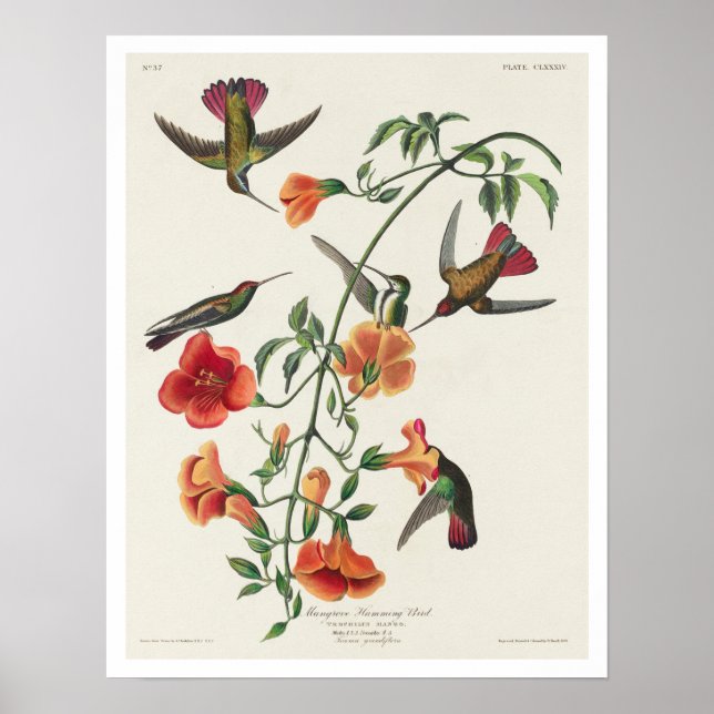 Mango Hummingbird por Poster de Audubon (Frente)