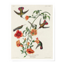 Mango Hummingbird por Poster de Audubon
