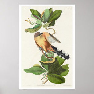 Mangrove Cuckoo por Poster de Audubon