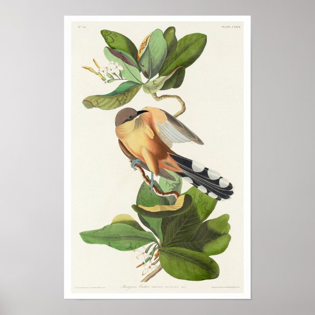 Mangrove Cuckoo por Poster de Audubon (Frente)