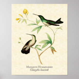 Mangrove Hummingbird Art Impressão