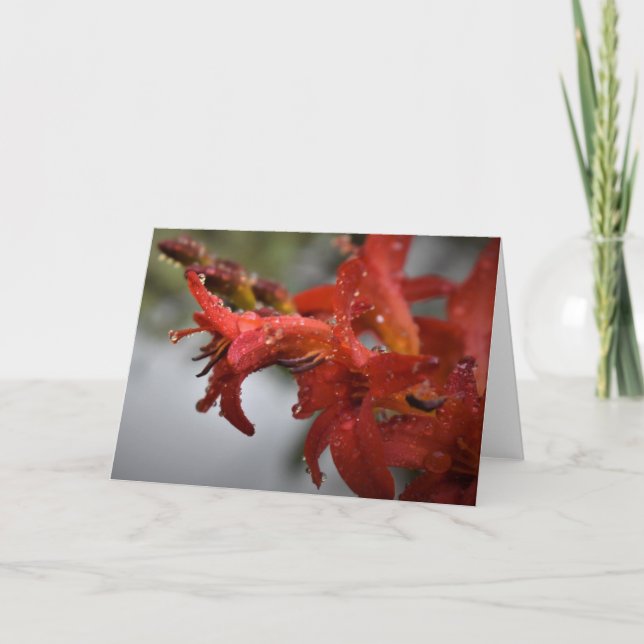 Manhã de mascar, cartão (Frente)