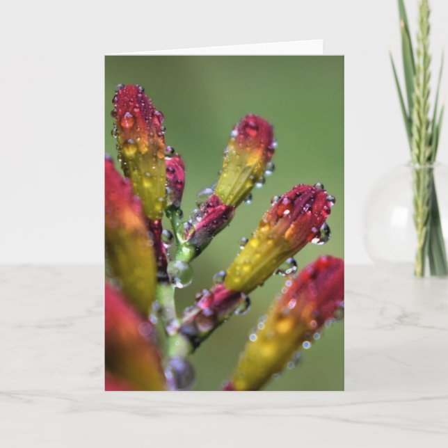 Manhã de mascar, cartão (Frente)