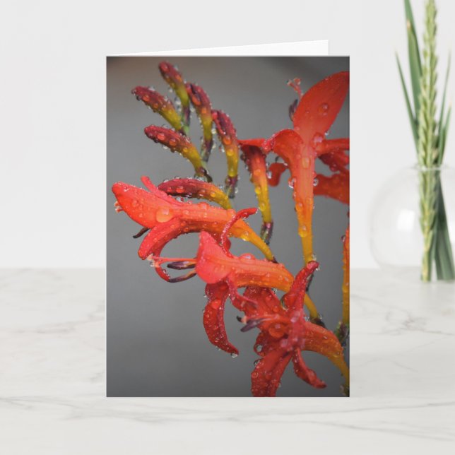 Manhã de mascar, cartão (Frente)