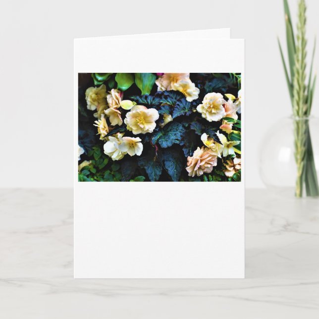 Manhã de mascar, cartão (Frente)